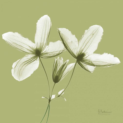 Twin Buds on Pale Green White Modern Wood Framed Art Print with Double Matting by Koetsier, Albert