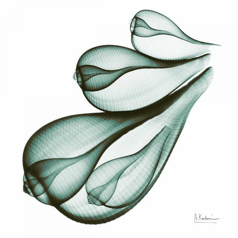 Sea Shells in Green White Modern Wood Framed Art Print with Double Matting by Koetsier, Albert