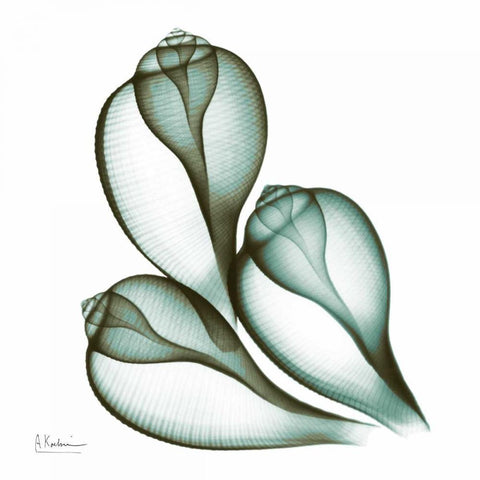 Sea Shells in Green 2 White Modern Wood Framed Art Print by Koetsier, Albert