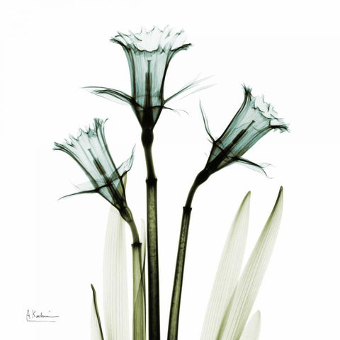 Three Daffodils in Green White Modern Wood Framed Art Print by Koetsier, Albert