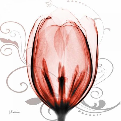 Happy Tulip in Red Black Ornate Wood Framed Art Print with Double Matting by Koetsier, Albert