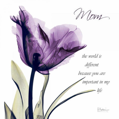 Mom - Purple Tulip White Modern Wood Framed Art Print by Koetsier, Albert