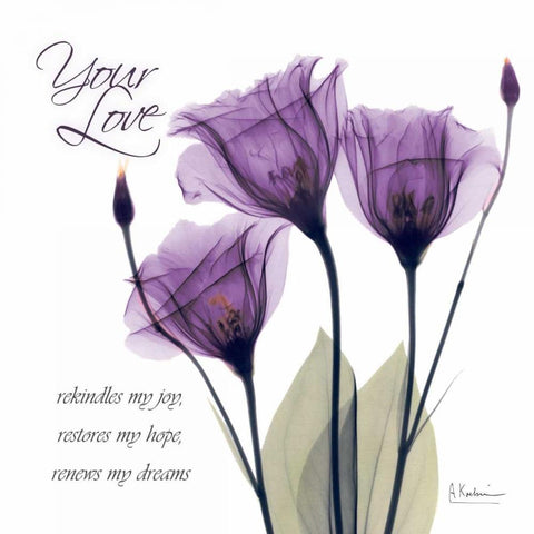 Your Love - Purple Tulip White Modern Wood Framed Art Print with Double Matting by Koetsier, Albert