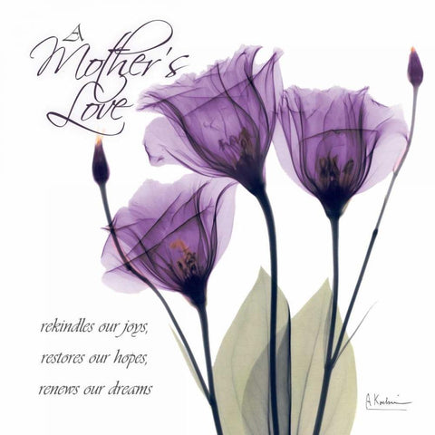 Mothers - Purple Tulips White Modern Wood Framed Art Print with Double Matting by Koetsier, Albert