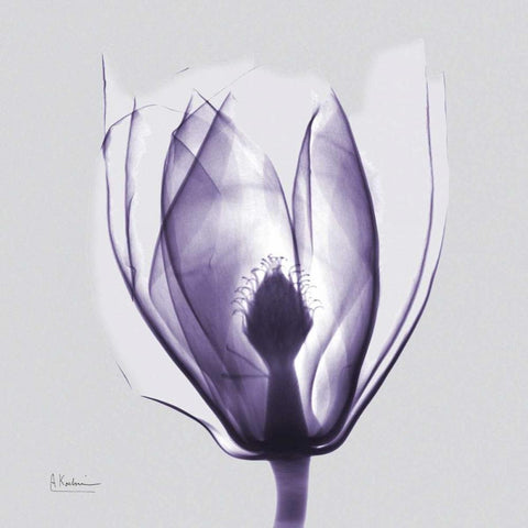 Purple Tulip Bud on Purple White Modern Wood Framed Art Print with Double Matting by Koetsier, Albert