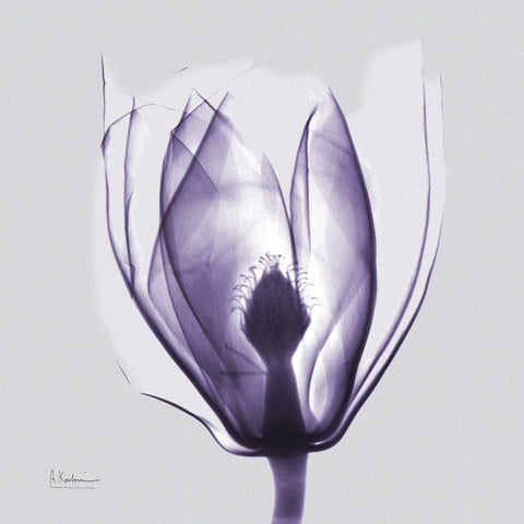 Purple Tulip Bud on Purple Black Ornate Wood Framed Art Print with Double Matting by Koetsier, Albert