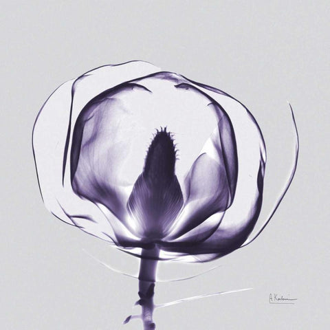 Purple Tulip Bud Open on Purple White Modern Wood Framed Art Print by Koetsier, Albert