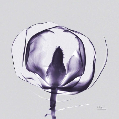 Purple Tulip Bud Open on Purple White Modern Wood Framed Art Print with Double Matting by Koetsier, Albert