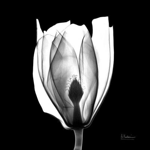 Beautiful Bulb on Black White Modern Wood Framed Art Print with Double Matting by Koetsier, Albert