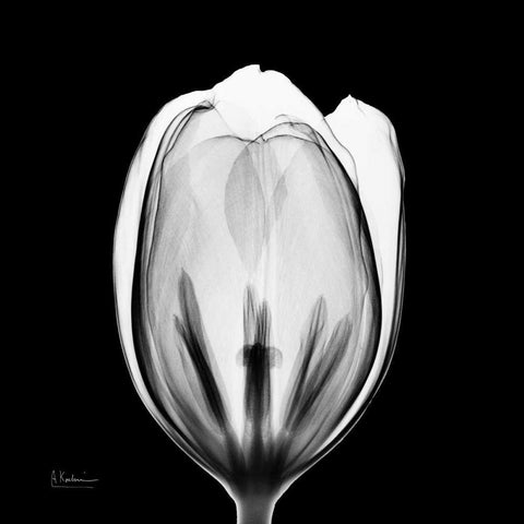 Beautiful Bulb on Black 2 Black Modern Wood Framed Art Print with Double Matting by Koetsier, Albert
