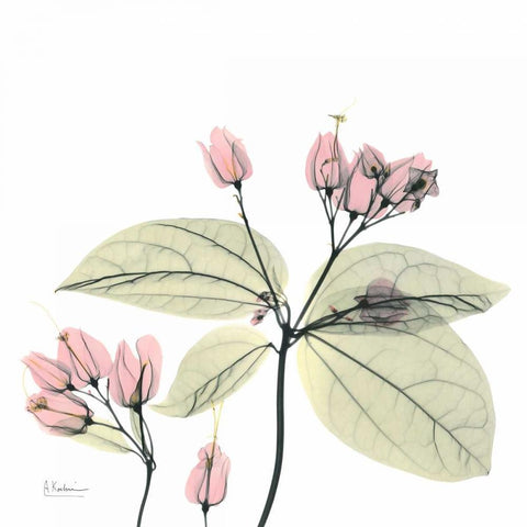 Pretty Pink Blooms 2 White Modern Wood Framed Art Print with Double Matting by Koetsier, Albert