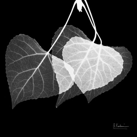 Three Leaves Three on Black Black Modern Wood Framed Art Print with Double Matting by Koetsier, Albert