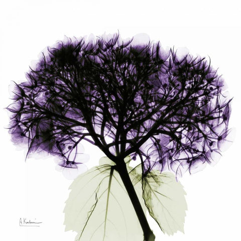Purple Hydrangea Close up White Modern Wood Framed Art Print by Koetsier, Albert