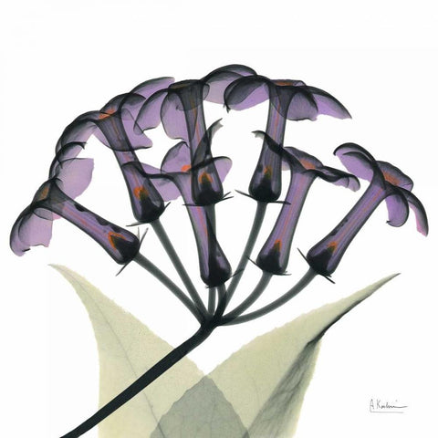 Purple Stephanotis Close up White Modern Wood Framed Art Print by Koetsier, Albert