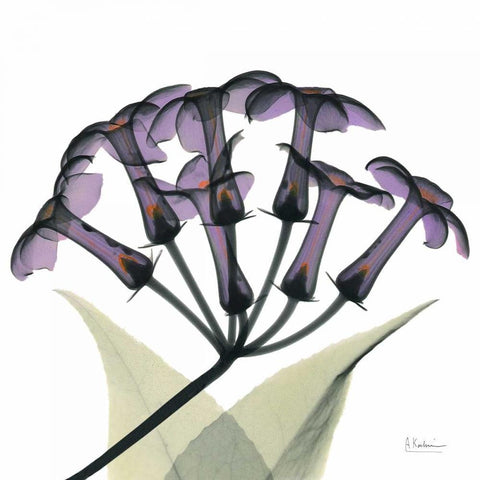 Purple Stephanotis Close up Black Modern Wood Framed Art Print by Koetsier, Albert