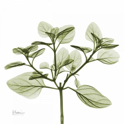 Green Leaves in Bloom 2 White Modern Wood Framed Art Print with Double Matting by Koetsier, Albert