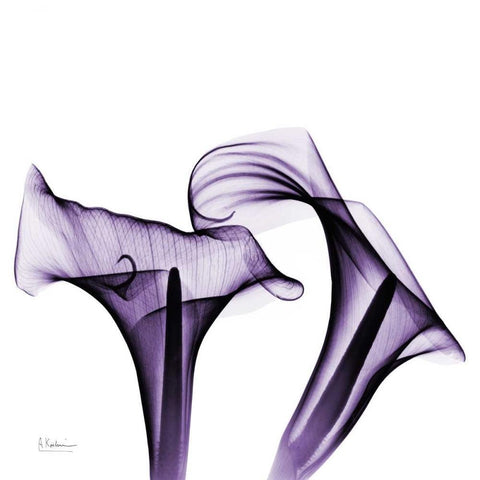 Violet Calla Twins White Modern Wood Framed Art Print with Double Matting by Koetsier, Albert