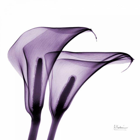 Violet Calla Twins 2 White Modern Wood Framed Art Print by Koetsier, Albert