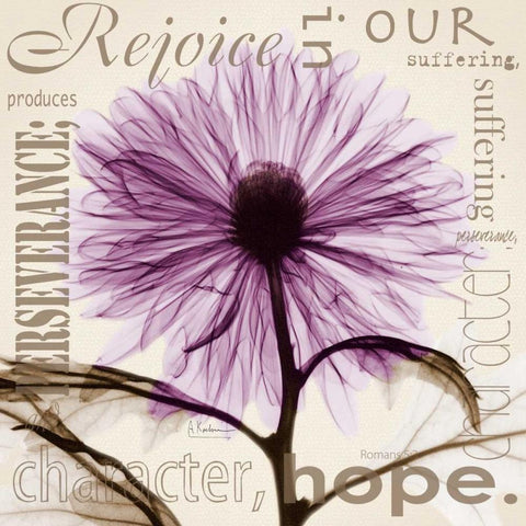 Rejoice - Violet Chrysanthemum White Modern Wood Framed Art Print by Koetsier, Albert