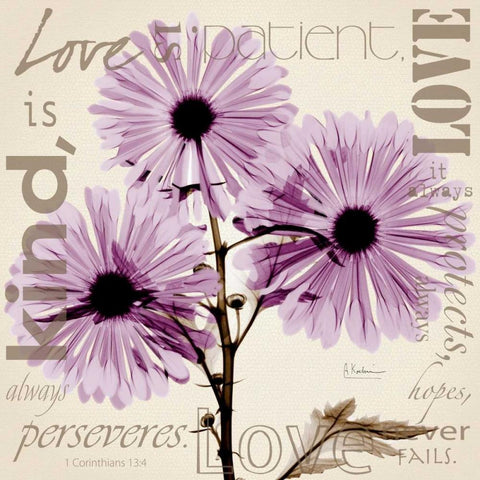 Love - Violet Chrysanthemum White Modern Wood Framed Art Print with Double Matting by Koetsier, Albert