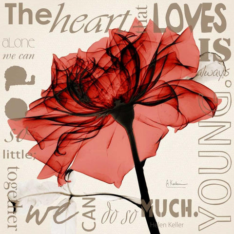 Red Rose Love White Modern Wood Framed Art Print by Koetsier, Albert