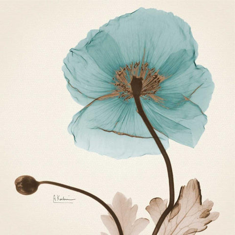 Iceland Poppy Believe White Modern Wood Framed Art Print by Koetsier, Albert