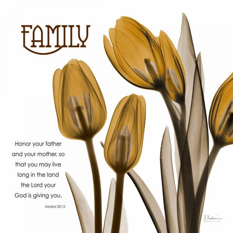 TulipsFamily White Modern Wood Framed Art Print by Koetsier, Albert