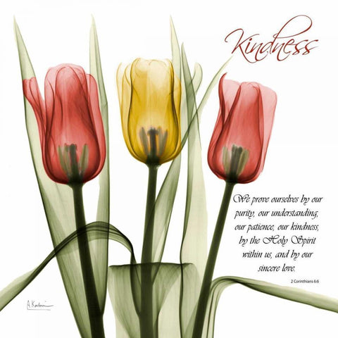 tulipsKindness White Modern Wood Framed Art Print by Koetsier, Albert