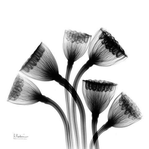 Lotus Lamps Black Modern Wood Framed Art Print with Double Matting by Koetsier, Albert