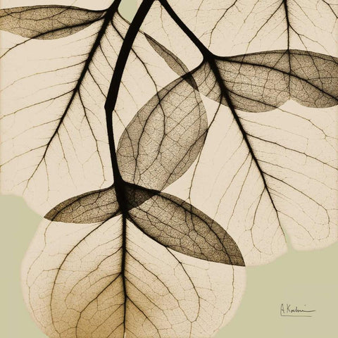 Eucalyptus Black Modern Wood Framed Art Print with Double Matting by Koetsier, Albert
