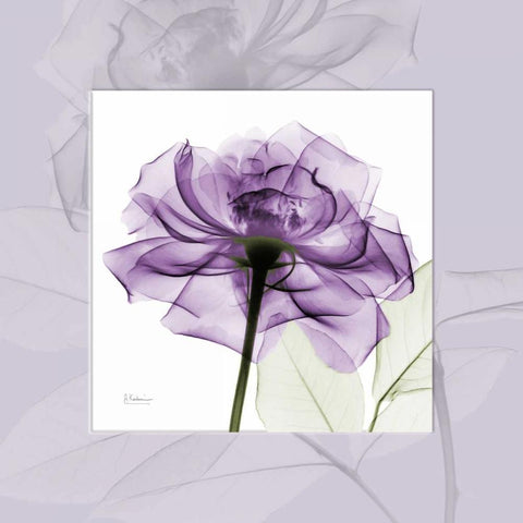 purpleRose White Modern Wood Framed Art Print with Double Matting by Koetsier, Albert