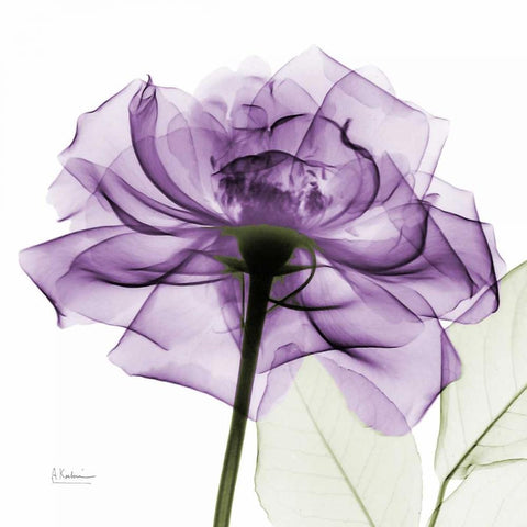 purpleRose White Modern Wood Framed Art Print by Koetsier, Albert