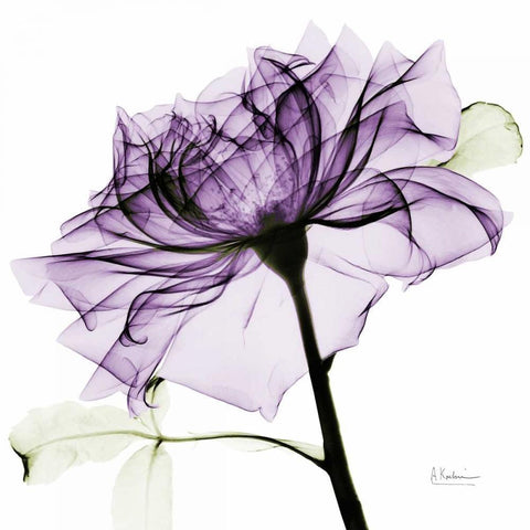 purpleRose2 White Modern Wood Framed Art Print by Koetsier, Albert