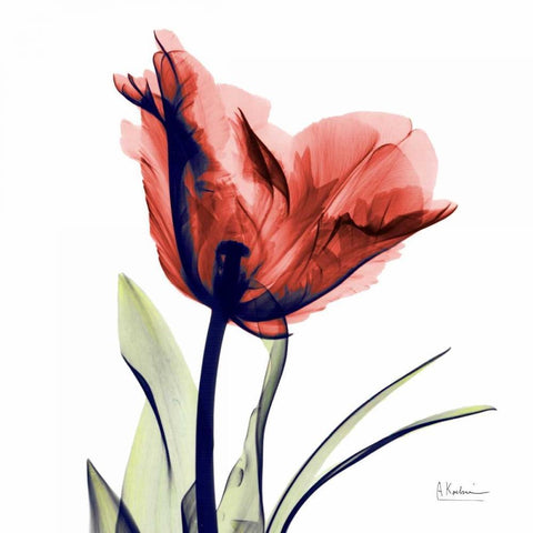 Tulip Red White Modern Wood Framed Art Print by Koetsier, Albert