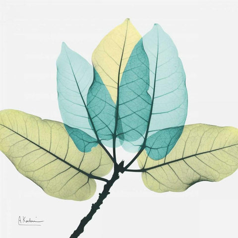 Ficus Burkey White Modern Wood Framed Art Print with Double Matting by Koetsier, Albert