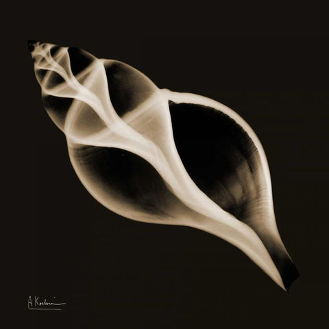 Tulip Shell_sepia Black Modern Wood Framed Art Print with Double Matting by Koetsier, Albert