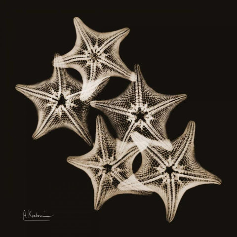 Starfish_sepia Black Modern Wood Framed Art Print with Double Matting by Koetsier, Albert