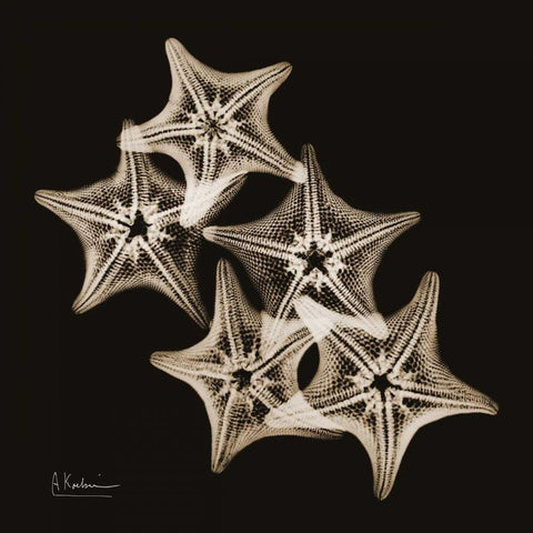 Starfish_sepia White Modern Wood Framed Art Print by Koetsier, Albert