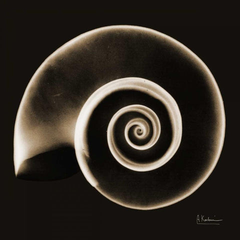 Rams horn Snail Shell Sepia Black Ornate Wood Framed Art Print with Double Matting by Koetsier, Albert