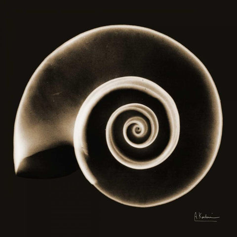 Rams horn Snail Shell Sepia Gold Ornate Wood Framed Art Print with Double Matting by Koetsier, Albert