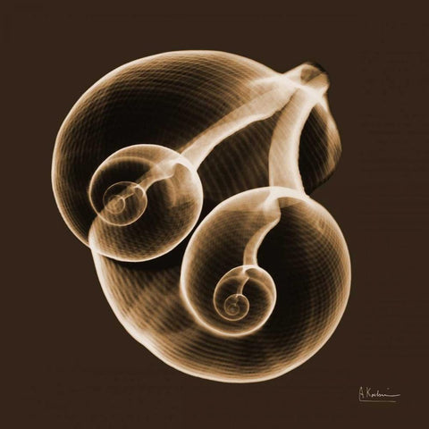 Fig Shells F140 Black Modern Wood Framed Art Print with Double Matting by Koetsier, Albert