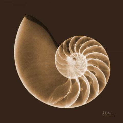 Sepia Nautilus White Modern Wood Framed Art Print with Double Matting by Koetsier, Albert