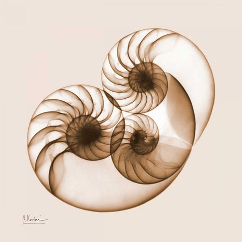 Sepia Nautilus 2 Black Ornate Wood Framed Art Print with Double Matting by Koetsier, Albert