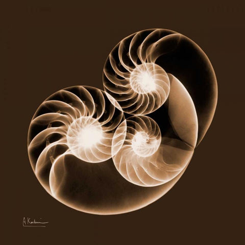 Sepia Nautilus 2 Black Modern Wood Framed Art Print with Double Matting by Koetsier, Albert