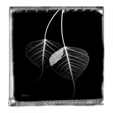 Bodhi Tree STAR Black Modern Wood Framed Art Print with Double Matting by Koetsier, Albert