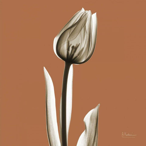 Squash Tulip White Modern Wood Framed Art Print with Double Matting by Koetsier, Albert