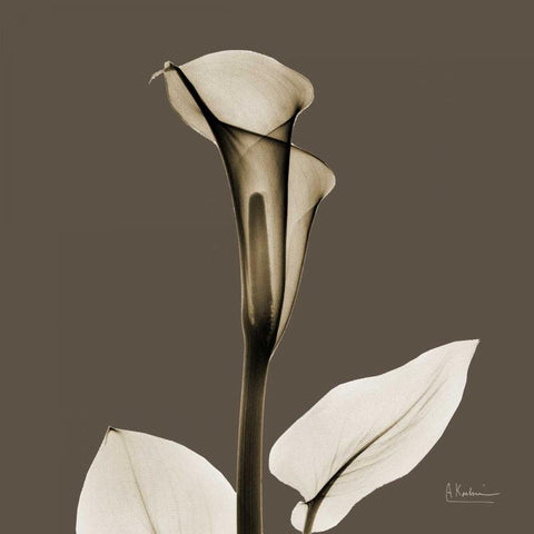 Slate Calla White Modern Wood Framed Art Print by Koetsier, Albert