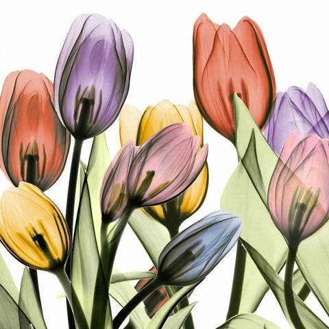 Tulipscape 2 White Modern Wood Framed Art Print by Koetsier, Albert