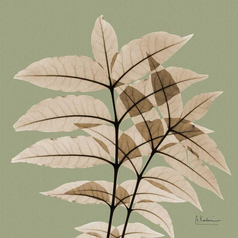 Tree Of Heaven White Modern Wood Framed Art Print by Koetsier, Albert