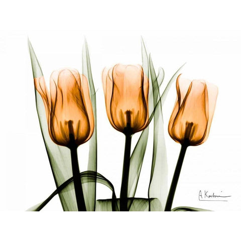 Tulips Orange Gold Ornate Wood Framed Art Print with Double Matting by Koetsier, Albert